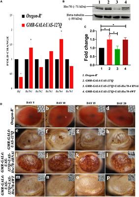 Hsc70-4 aggravates PolyQ-mediated neurodegeneration by modulating NF-κB mediated immune response in Drosophila